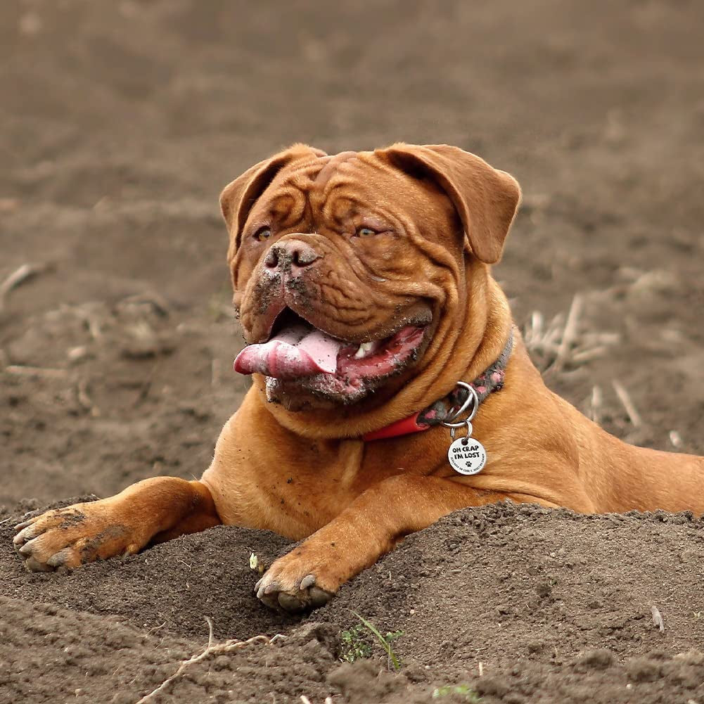 QR Code Pet ID Tag – Smart Stainless Steel Dog & Cat Tag with Instant Lost Pet Alerts | LoyalPup™